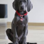 Incontinencia urinaria en perros mayores: causas y soluciones