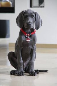 Incontinencia urinaria en perros mayores: causas y soluciones