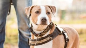 Perro con insuficiencia renal
